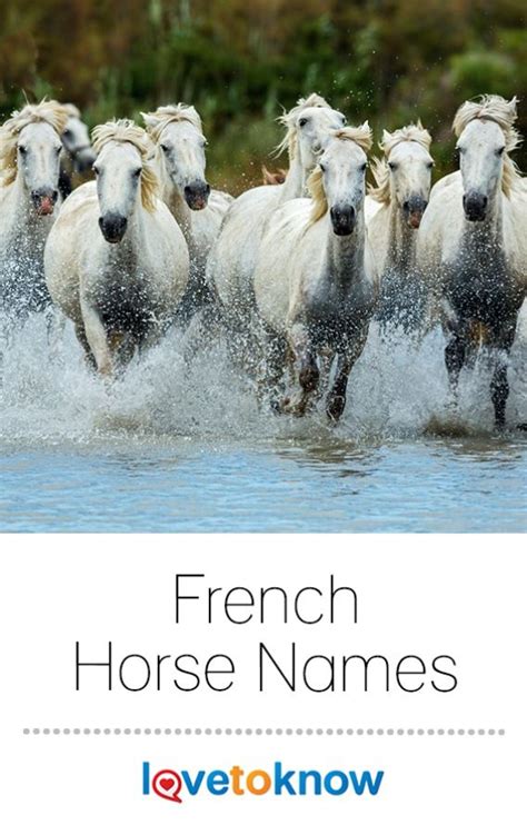 57 French Name Ideas for a Horse | Horses, Horse names, French names