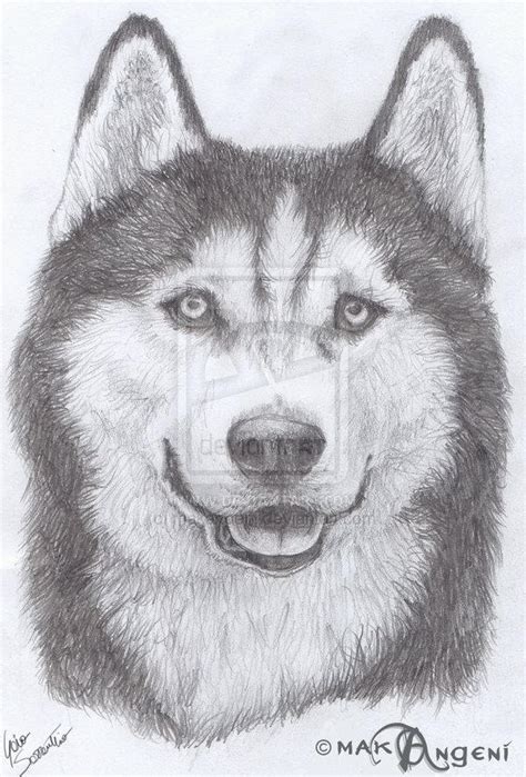 Husky Portrait by Husky-fan-club on DeviantArt