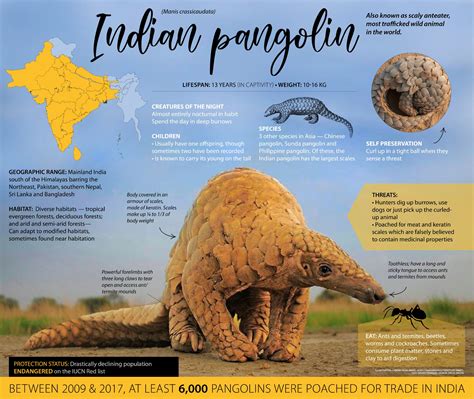 Indian Pangolin: Facts, Threats, Habitat, Diet | RoundGlass | Sustain