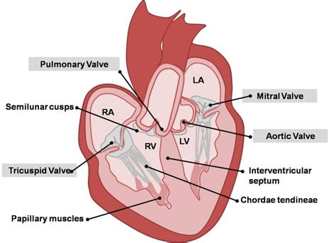 BIO401 - Cardiovascular | Heart Valves Diagram | Quizlet