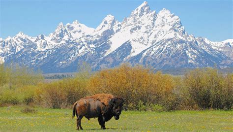 15 Facts About Bison (U.S. National Park Service)