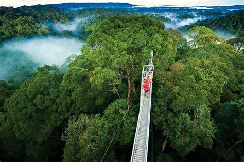 Monteverde Cloud Forest and Hanging Bridges in Selvatura Tour from San ...