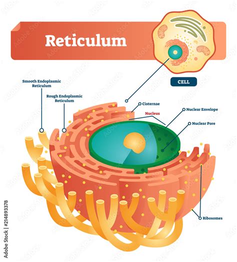 Ribosomes Diagram Labeled