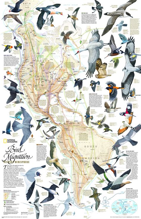 Bird migration routes in the Americas (National Geographic) : r/MapPorn