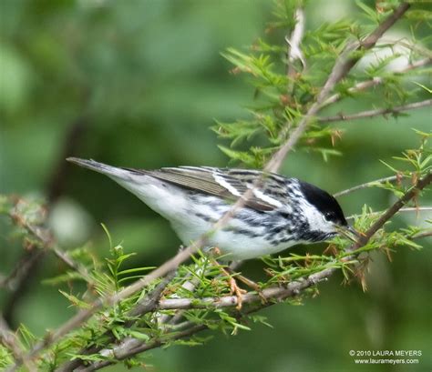 Blackpoll Warbler - Laura Meyers Photography