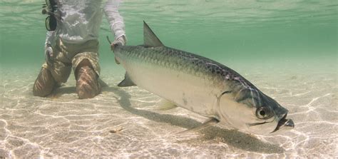 Best Fly Reels for Tarpon: Mako, Tibor, and More | Yellow Dog Flyfishing