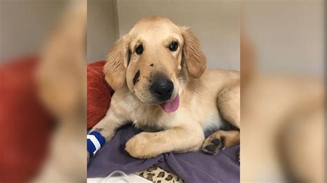 ’Hero’ Dog Suffers Rattlesnake Bite Protecting Owner During Hike in Arizona – NBC Boston