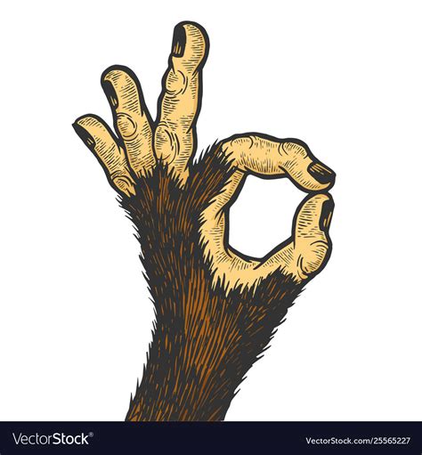 Monkey hand ok gesture color sketch engraving Vector Image