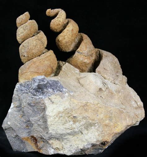 Large, Spiral 3.4" Gastropod Fossils - Morocco (#28836) For Sale ...