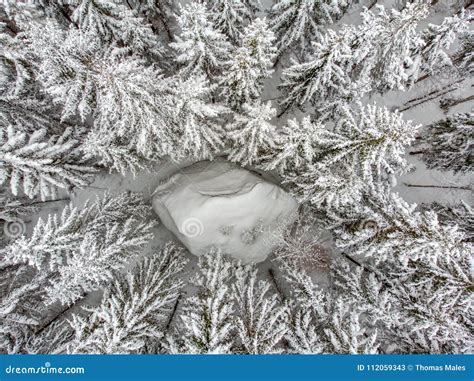 Evergreen forest in winter stock image. Image of landscape - 112059343