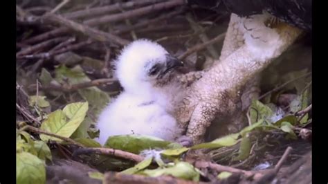 Rare harpy eagle hatches at Zoo Miami - YouTube