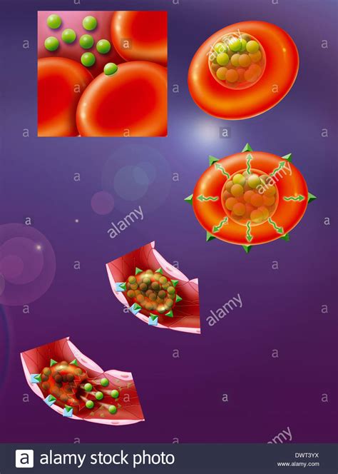 Malaria cycle hi-res stock photography and images - Alamy