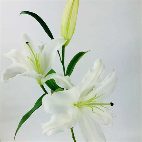 LILY ORIENTAL WHITE 3 BLOOM - Wholesale Bulk Flowers - Cascade Floral