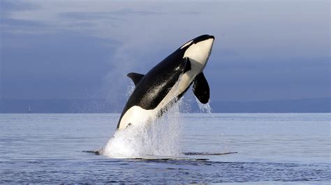 Petition · Seaworld to release ALL captured animals into a sanctuary or ...