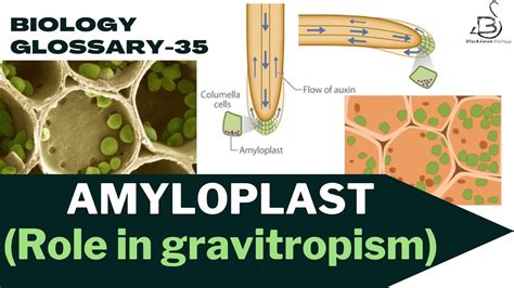 AMYLOPLAST| Leucoplast | starch storage | role in gravitropism - YouTube