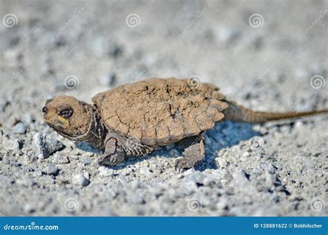 A baby snapping turtle stock photo. Image of reptile - 128881622