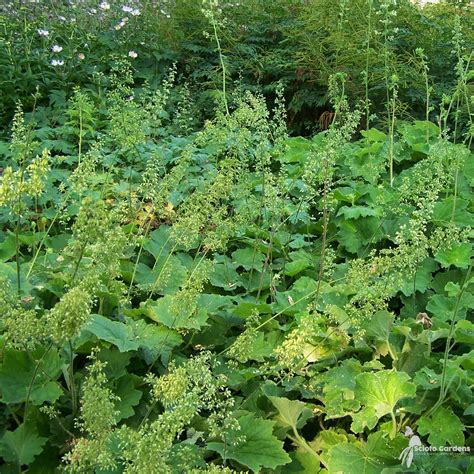 Heuchera villosa 'Autumn Bride' #1 (Alumroot) - Scioto Gardens Nursery