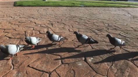 Dove Parade GIF - Pigeons Falling In Line - Discover & Share GIFs