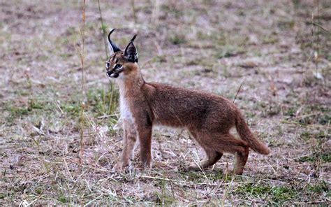 Caracal Cat | This is a rare caracal cat. They tend to be so… | Flickr