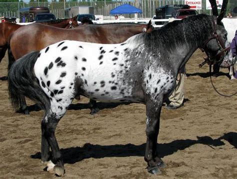 Pony of the Americas - Alchetron, The Free Social Encyclopedia