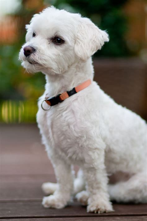 Maltese dogs, Maltese dogs haircuts, Dog haircuts