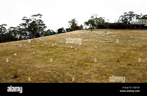 Sheep farming australia Stock Videos & Footage - HD and 4K Video Clips ...