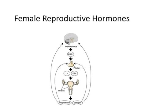 Female reproductive hormones | PPT