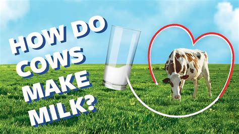 How Do Cows Make Milk? | Ask Organic Valley - YouTube