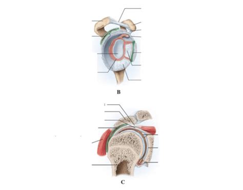 Glenoid cavity Quiz