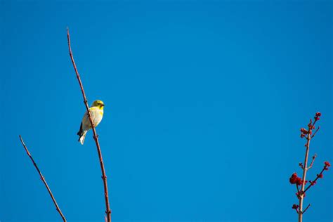 Download Cute Canary In Blue Sky Wallpaper | Wallpapers.com