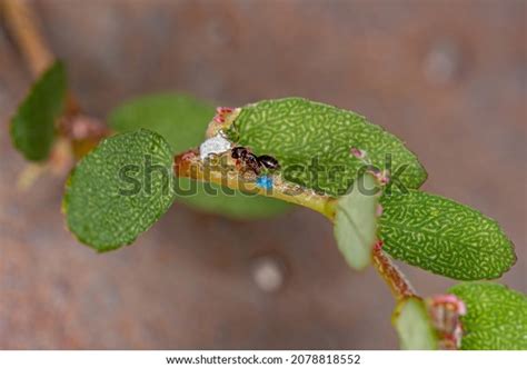 23 Rover Ants Images, Stock Photos, 3D objects, & Vectors | Shutterstock