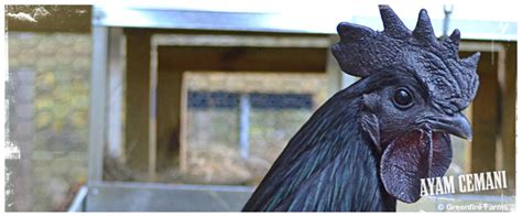 Greenfire Farms - Ayam Cemani