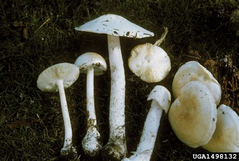 Amanita mushroom, Amanita bisporigera (Agaricales: Amanitaceae) - 1498132