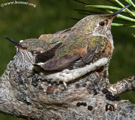 Baby Hummingbird Nest - COOL!