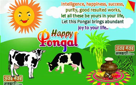 Pongal wishes in english 2019 & Pongal greetings / Pongal wishes images HD