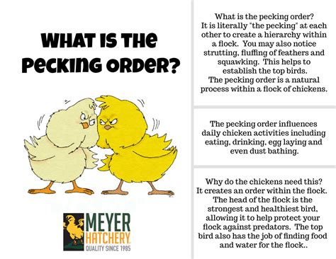 What is the Pecking Order? | Backyard flocks, Chickens backyard ...