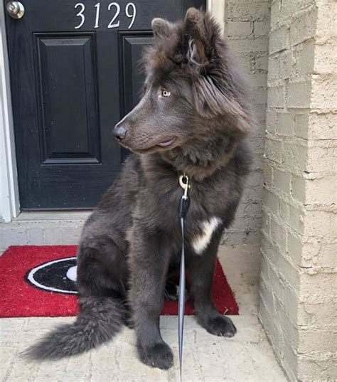 Blue Bay Shepherd: Is This Wolf-looking Canine Worth Buying?