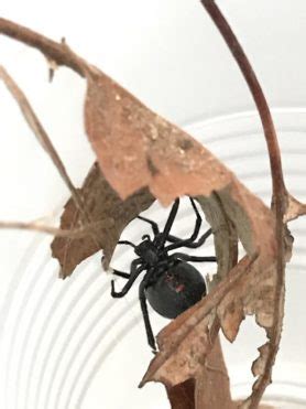 Latrodectus variolus (Northern Black Widow) - Spider Identification ...