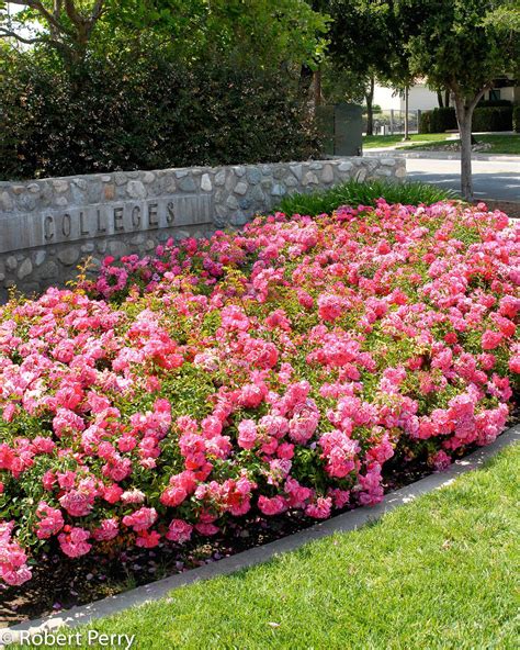 Floral Carpet rose - Waterwise Garden Planner