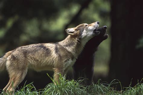 Timber Wolf Pups Howling Photograph by Gerry Ellis