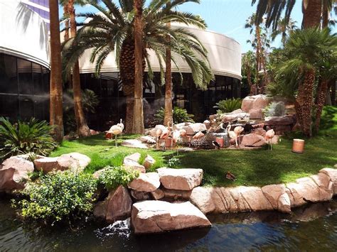 Flamingo Wildlife Habitat (Las Vegas) - All You Need to Know BEFORE You Go