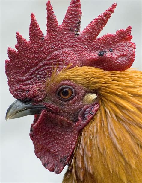 Free Rooster, Download Free Rooster png images, Free ClipArts on Clipart Library