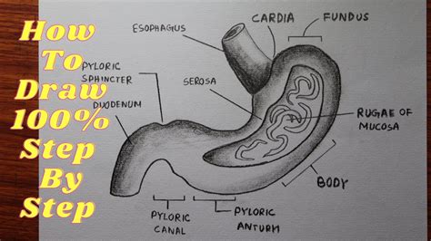 Stomach Illustration