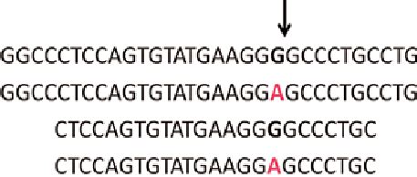 Species-specific TaqMan probe design. The long-tailed probe was labeled ...