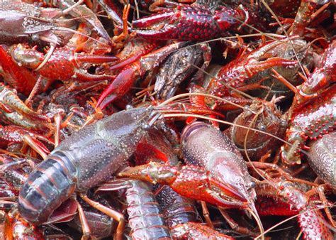 Evolution of the Louisiana Crawfish Industry