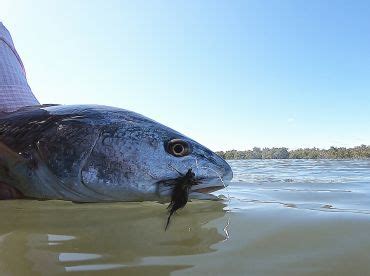 Daily Ormond Beach Fishing Reports (January 2024)