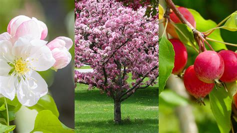 How to plant crab apple trees | Homes & Gardens