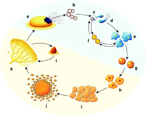 Fuligo septica in vitro life cycle. (a) Aethalium. (b) Spores. (c ...