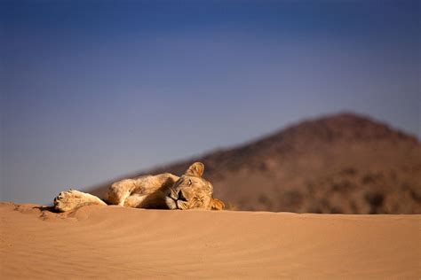 Vanishing Kings: Desert Lions Of Namib - National Geographic - Your favourite shows