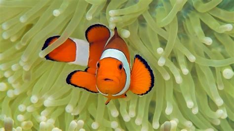 How Old Do Clownfish Have To Be To Breed? - AquaticStories